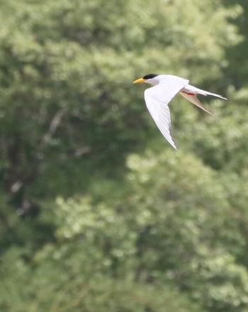 Pájaro blanco con cabeza negra y pico amarillo en pleno vuelo.