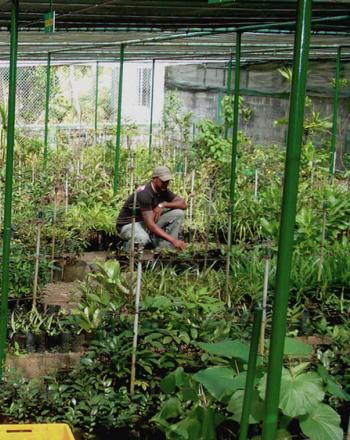 Two men tending to plants on ground in nursery.