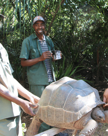 Two men carry a large tortoise, other man smiles in the background.