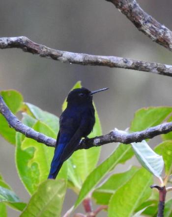 Close up of small bird with black and dark blue feathers on tree branch.