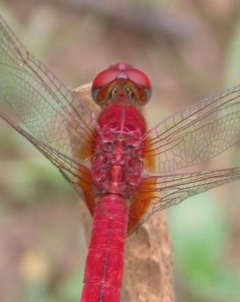 Close-up of red dragonfly.