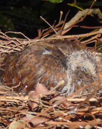 Close-up of brown bird in nest.