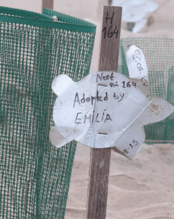 Sea turtle eggs inside green fencing, sign that says "Adopted by Emilia"