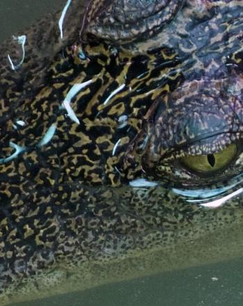 Gros plan d'une tête de crocodile dans l'eau, pris d'en haut.