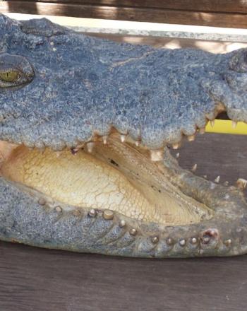Close-up of crocodile's head with mouth open.