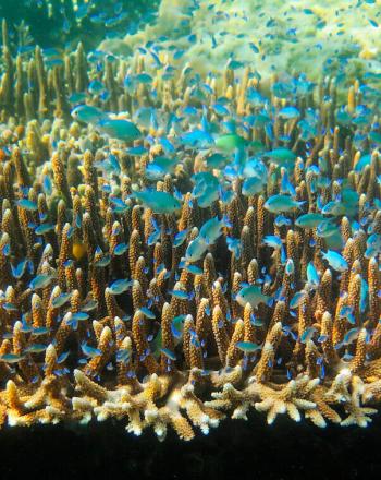 Coral parduzco con muchos peces pequeños de color azul brillante arriba.