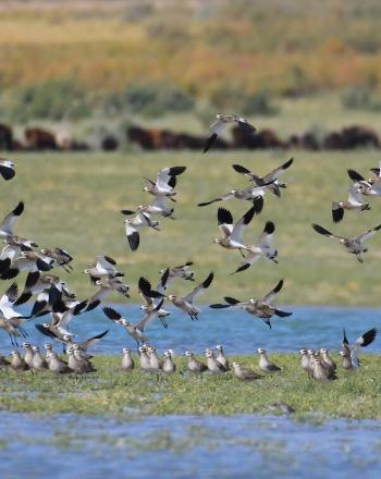 Dozens of black-and-white birds on and above water.