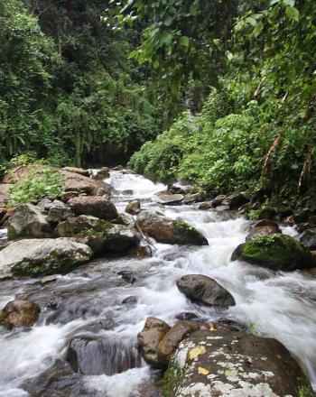 Rocky stream in forest.