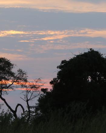 Feuillage foncé devant ; ciel bleu clair, jaune et rose en arrière-plan.