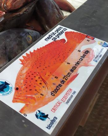 Pescado rojo muerto en una papelera con un cartel que muestra el tamaño necesario del mero sostenible.