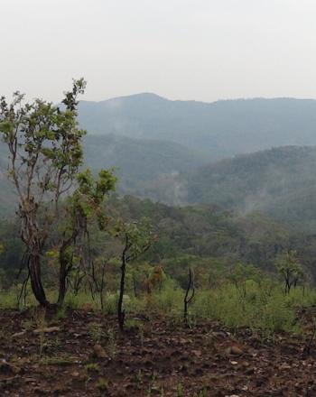 Vista del bosque