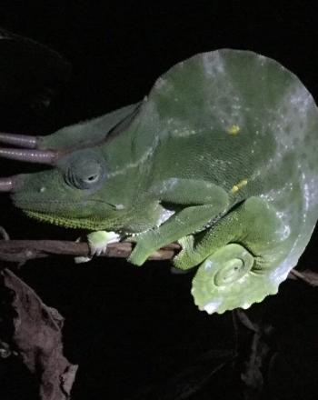 Camaleón en rama, iluminado en medio de la oscuridad.