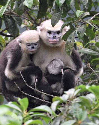 Two adults and one young monkey huddled together in tree.