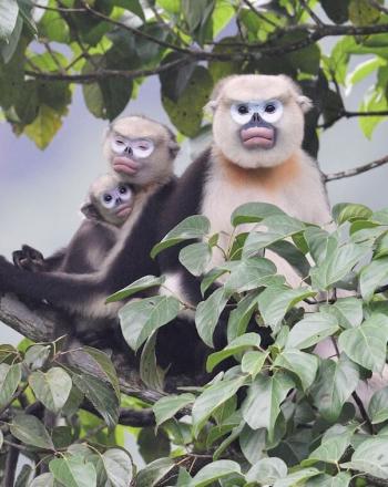 Two adults and one young monkey close together in tree.