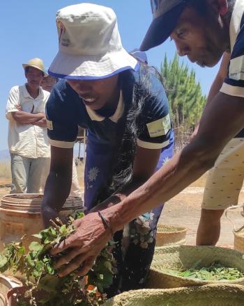 Hombre y mujer recogiendo verduras de la canasta en el suelo mientras otros observan.