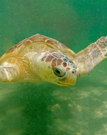 tortuga marina bajo el agua