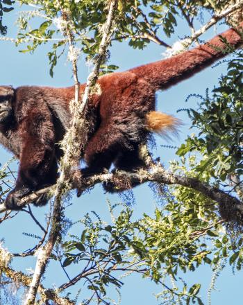 Yellow-tailed woolly monkey in the Campesino community of Corosha, Amazonas, Peru.