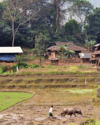 Luscious landscape with several buildings in background and woman and cow in foreground.