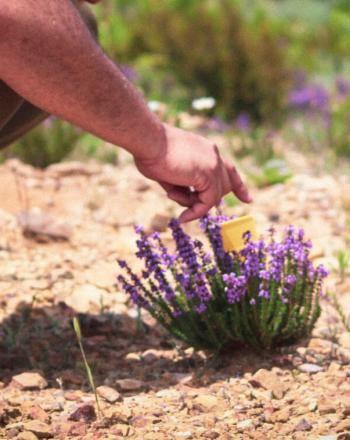 Persona agachándose, señalando una planta morada etiquetada que crece en un suelo marrón.