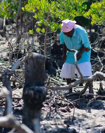 Man and woman working in mangrove.