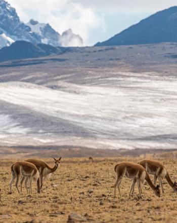 Seven vicunas eating short, yellowish grass, snowy mountains in background.