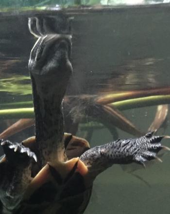 Vue sous-marine d'une tortue à la surface de l'eau.