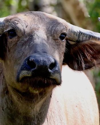 Close up of water buffalo, looking forward.