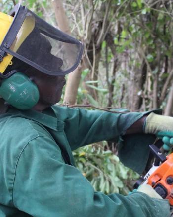 Un hombre con casco de seguridad usa una sierra eléctrica para cortar un árbol no nativo.
