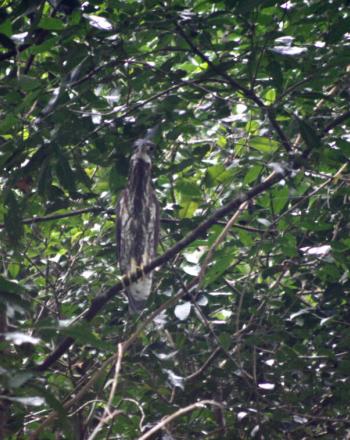 White-and-brown heron standing in dense tree.