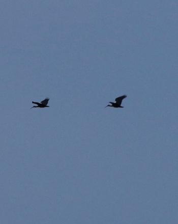 Trois oiseaux au loin, en plein vol.