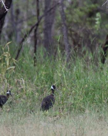 Trois oiseaux principalement noirs debout sur un sol herbeux, forêt en arrière-plan.