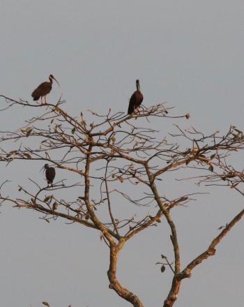 Four large birds with long beaks in tree.