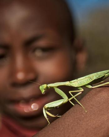 Niño sosteniendo una mantis religiosa en el dorso de su mano.