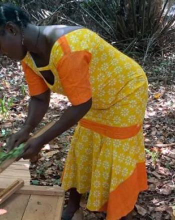 養蜂イニシアチブを通じて、自然保護において地元の女性に力を与えます。 ケープ スリー ポイント フォレストのバッファー エリア、ガーナ。