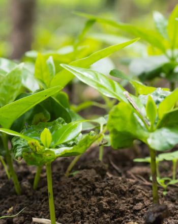 Close-up of green plants close to the ground.