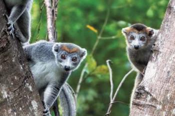 Crowned lemurs in a tree.