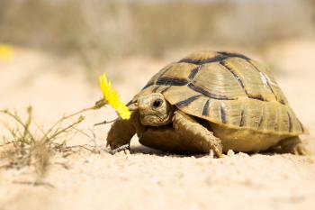 エジプト亀 (Testudo kleinmanni)、北海岸、エジプト。