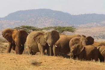 Troupeau d'éléphants dans la savane.