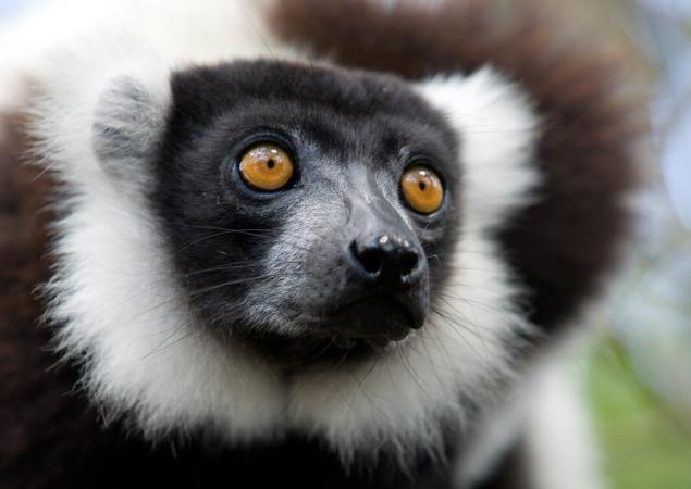 Gros plan du visage du lémurien, yeux orange.