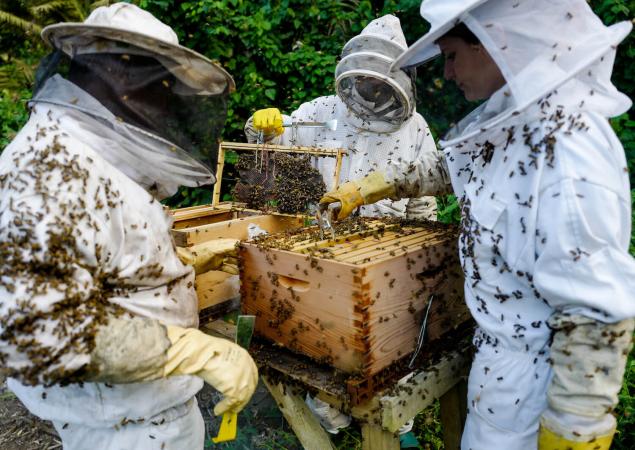 Three beekeepers in white suits handling hive.