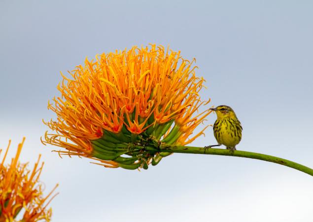 Small bird on horizontal branch of large, orange flower.