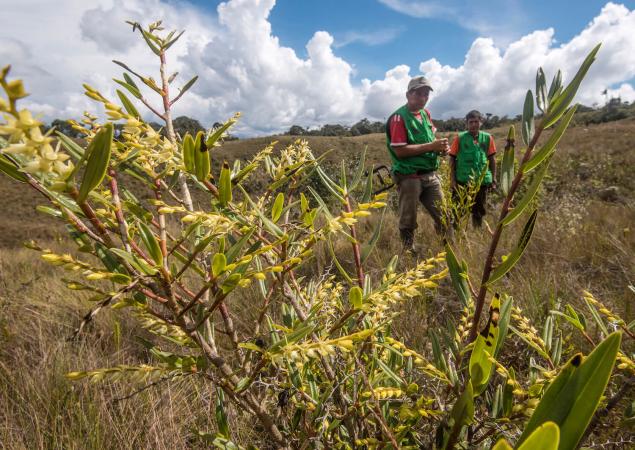 Planta amarilla/verde en primer plano, dos hombres con chalecos verdes en segundo plano.