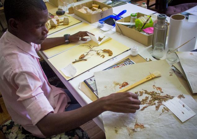 Man at table, looking at pressed plant samplings.