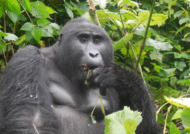 primer plano de un gorila de espalda plateada comiendo hojas.