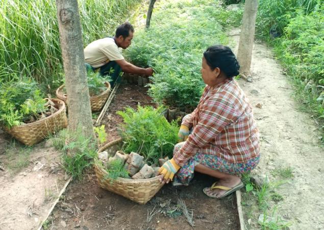 Man and woman planting tree seedlings.