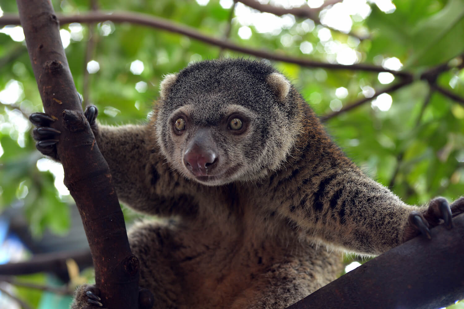 Close-up of cuscus in tree.