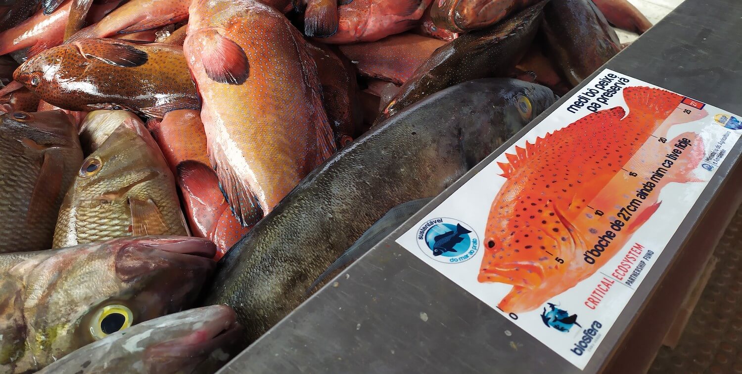 Dead, red fish in a bin with sign showing necessary size of sustainable grouper.