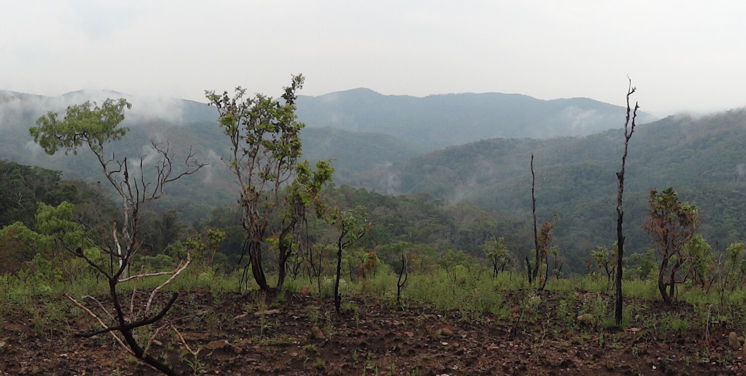 Forest vista