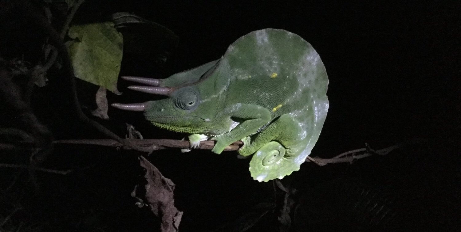 Camaleón en rama, iluminado en medio de la oscuridad.