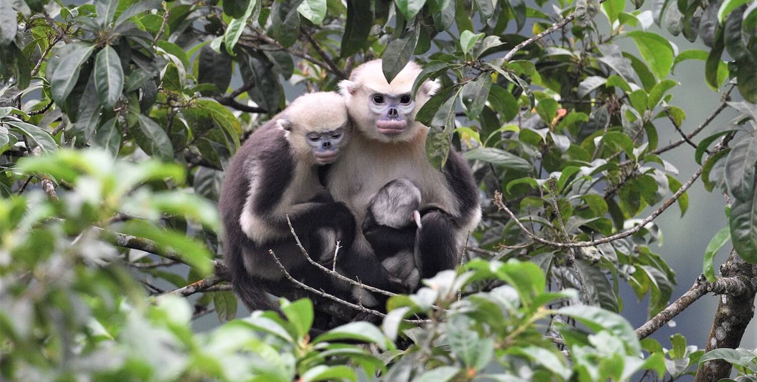 Two adults and one young monkey huddled together in tree.